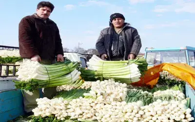 Bafra Ovası'ndaki Pırasa Üreticileri Dertli