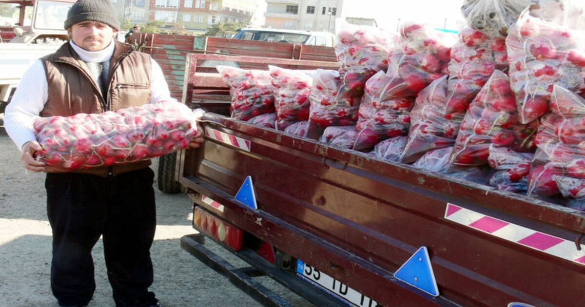 Bafra Ovası'nda 30 Bin Ton Turp Üretimi Bekleniyor