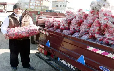 Bafra Ovası'nda 30 Bin Ton Turp Üretimi Bekleniyor