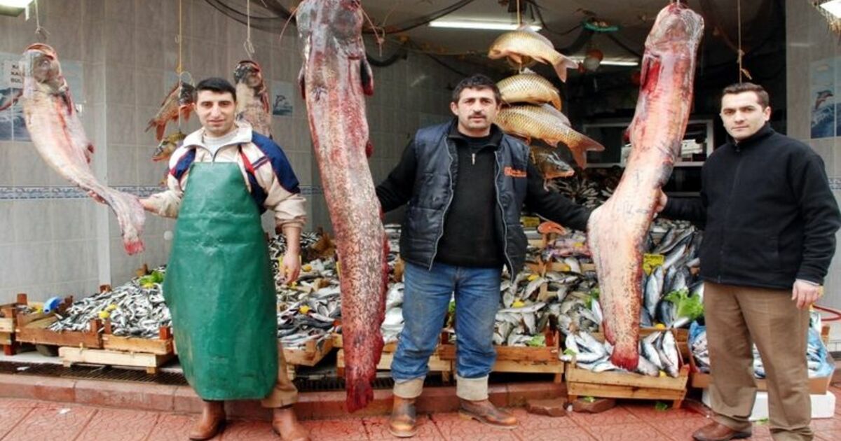 Baraj Gölü'nde Dev Yayın Balıkları Tutuldu Kızılırmak Üzerindeki Altınkaya Baraj Gölü'nde Biri 160, Diğeri 150 Kilo Ağırlığında Dev Yayın Balıkları Yakalandı