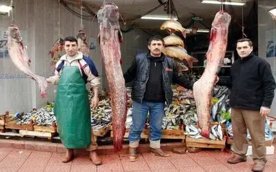 Baraj Gölü'nde Dev Yayın Balıkları Tutuldu Kızılırmak Üzerindeki Altınkaya Baraj Gölü'nde Biri 160, Diğeri 150 Kilo Ağırlığında Dev Yayın Balıkları Yakalandı