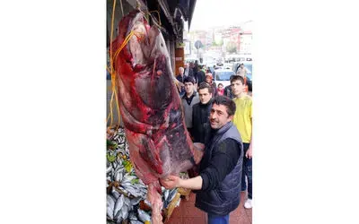 Kızılırmak'ta Dev Yayın Balığı Yakalandı