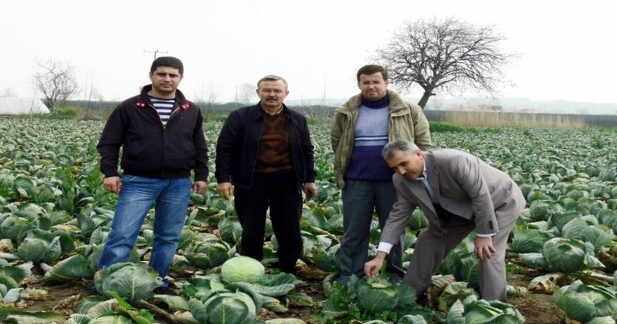 Bafra Ovası'ndan Rusya Ve Gürcistan'a Lahana İhracatı