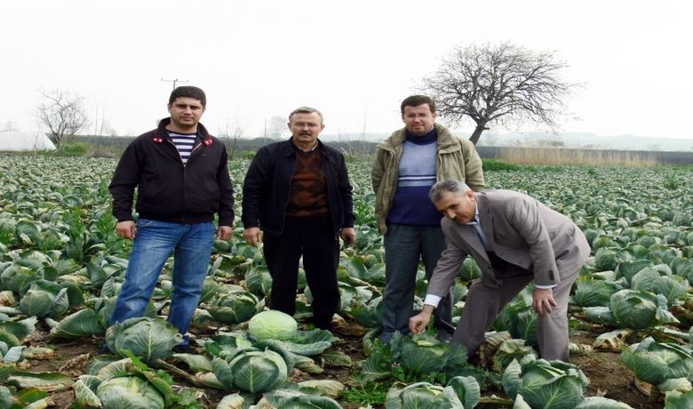 Bafra Ovası'ndan RusyaVe Gürcistan'a Lahana İhracatı - Samsun'un Bafra Ovası'nda yetiştirilen kışlık sebze ürünleri arasında yer alan beyaz lahana, Rusya ve Gürcistan'a ihraç ediliyor.