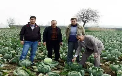 Bafra Ovası'ndan Rusya Ve Gürcistan'a Lahana İhracatı