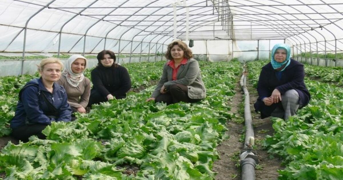 Aysberg Marul Yetiştirme Tarla Günü