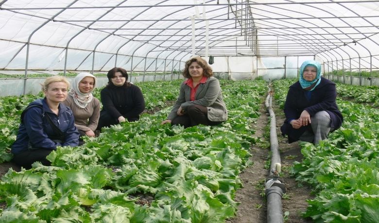 Aysberg Marul Yetiştirme Tarla Günü - Samsun'un Bafra Ovası'nda 'aysberg' türü marul yetiştiriciliğinin arttığı belirtildi. İlçenin Yeşilyazı köyünde 'Aysberg Marul Yetiştirme Tarla Günü' düzenlendi. Tarla günü hakkında konuşma yapan İlçe Tarım Müdür Yardımcısı Hasan Akman, "Yeşilyazı köyünde, Arif Taşçıoğlu'na ait 480 metrekarelik sera alanında aysberg marul demonstrasyonu yapıldı. 3 ay önce 480 metrekarelik seraya 3 bin fide dikildi. Fide, gübre ve ilaç girdileri İlçe Tarım Müdürlüğümüz tarafından karşılandı. Marulun cinsi de fiorettedir. Daha önceki yıllarda azda olsa aysberg marul üretimi yapılmakla birlikte, bugün önemsemeyecek miktarda Bafra'da üretilmiyor. Hem açık alanda hem de örtü alanın da yetiştiriciliği yapılan aysberg marul piyasada oturmuş olup, aranılan bir ürün haline gelmiştir" dedi. Örnek çiftçi Arif Taşçıoğlu, 90 günde aysberg marulu hasat dönemine getirdiklerini ve aysberg marulunu kilosunu 1.5 YTL ile 3 YTL arasında pazara sunmaya başladığını söyledi. Demonstrasyon alanının gezilmesinden sonra tarla gününe katılan vatandaşlara ikram yapıldı.