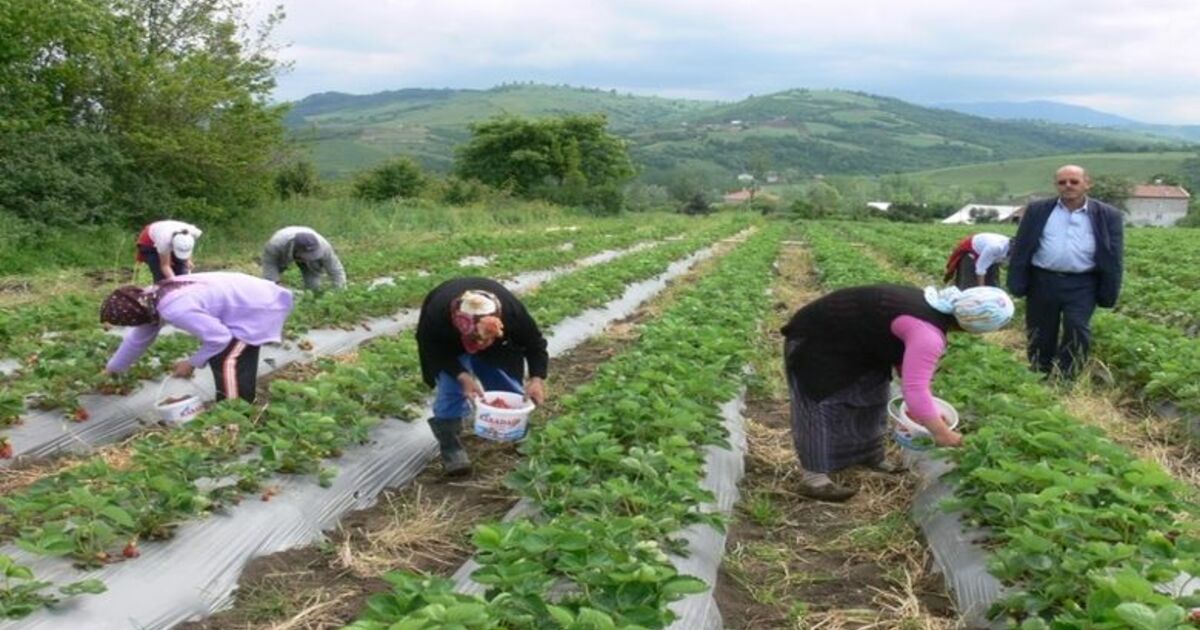 Bafra Ovası'nda Çilek Üretimi Yüz Güldürüyor