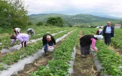 Bafra Ovası'nda Çilek Üretimi Yüz Güldürüyor