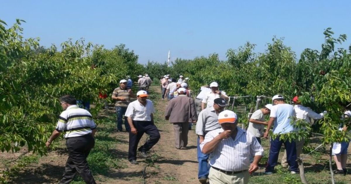 Bafra Ovası’nda 'Kiraz Tarla Günü'