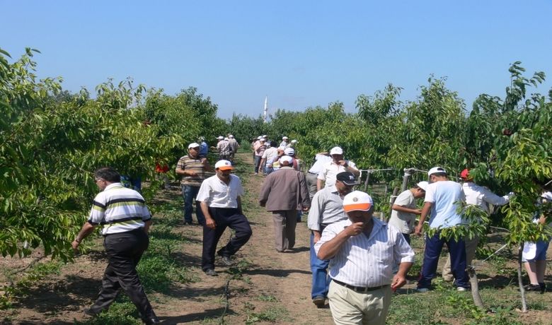 Bafra Ovası’nda 'Kiraz Tarla Günü' - Samsun'un Bafra Ovası’nda ‘Kiraz Tarla Günü’ düzenlendi.