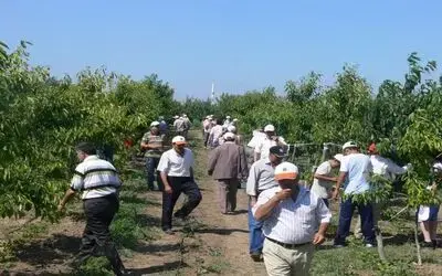 Bafra Ovası’nda 'Kiraz Tarla Günü'