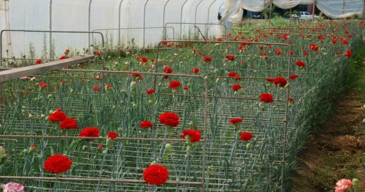 İl Özel İdaresi'nden 'Kesme Çiçek Projesi'ne 335 Bin Ytl Destek