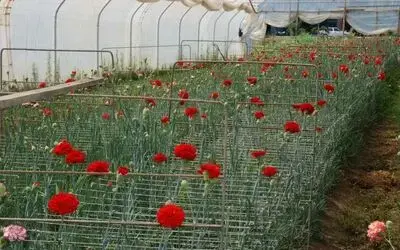 İl Özel İdaresi'nden 'Kesme Çiçek Projesi'ne 335 Bin Ytl Destek