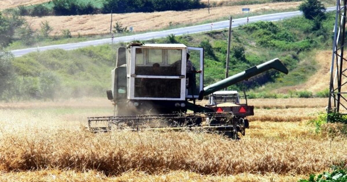Bafra Ovası'nda Hububat Hasadı Erken Başladı Samsun'un Bafra Ovası'nda 22 Bin Hektar Alanda Ekimi Yapılan Buğdayın Hasadına 1 Hafta Erken Başlandı