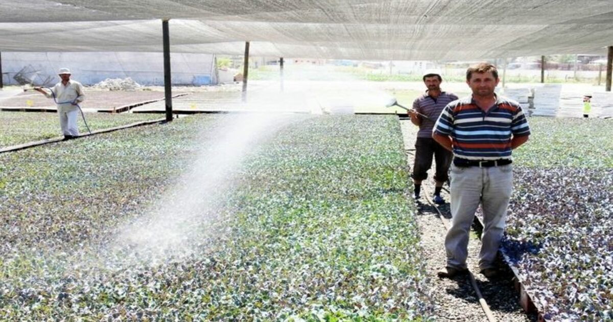 Bafra Ovası'nda Fide Üretim Tesisi