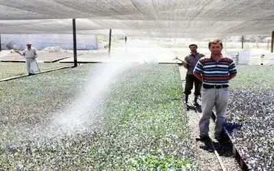Bafra Ovası'nda Fide Üretim Tesisi