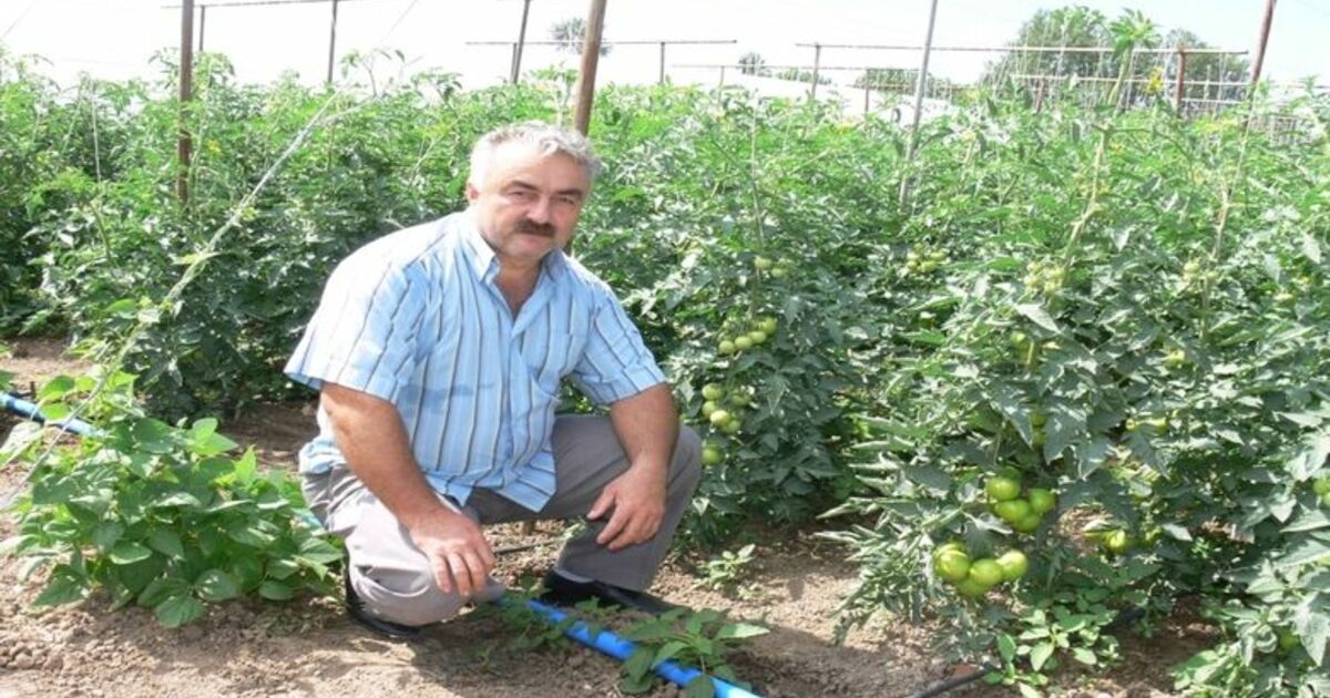 Bafra Ovası'nda Sırık Domatescilik Gelişiyor