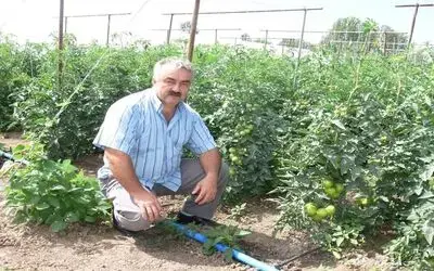 Bafra Ovası'nda Sırık Domatescilik Gelişiyor