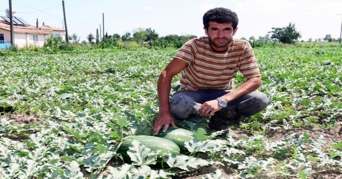 Bafra Karpuzu Pazara İndi Samsun'un Bafra İlçesinde Bu Sezon Ekilen Karpuzun Satışına, Bafra Belediyesi Sebze Meyve Hali Ve Semt Pazarlarında Başlandı