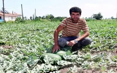 Bafra Karpuzu Pazara İndi Samsun'un Bafra İlçesinde Bu Sezon Ekilen Karpuzun Satışına, Bafra Belediyesi Sebze Meyve Hali Ve Semt Pazarlarında Başlandı