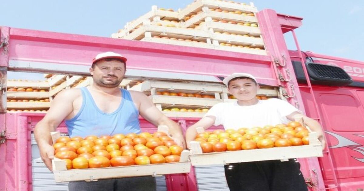 Bafra Ovasında Domates Hasadı Başladı Samsun'un Bafra İlçesinde Bu Üretim Sezonunda Ekilen Domateslerin Hasadına Başlandı