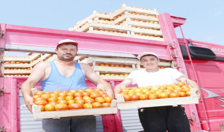 Bafra Ovasında Domates Hasadı Başladı Samsun'un Bafraİlçesinde Bu Üretim Sezonunda Ekilen Domateslerin Hasadına Başlandı - Samsun'un Bafra ilçesinde bu üretim sezonunda ekilen domateslerin hasadına başlandı.