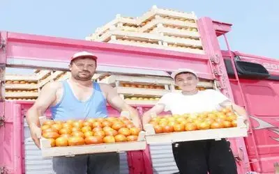 Bafra Ovasında Domates Hasadı Başladı Samsun'un Bafra İlçesinde Bu Üretim Sezonunda Ekilen Domateslerin Hasadına Başlandı