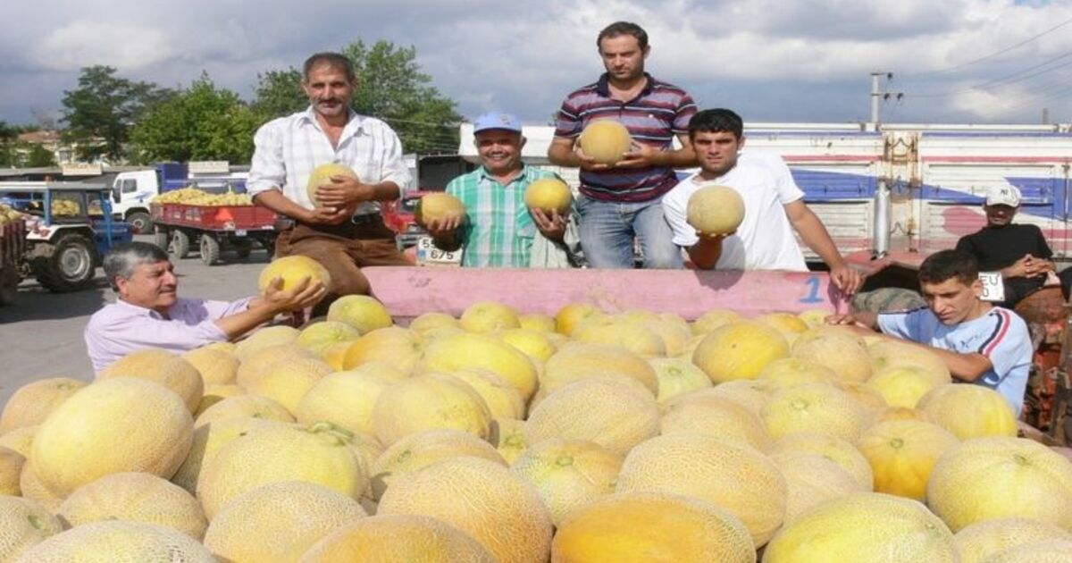 Bafra Kavunu Pazara İndi Bafra Ovası'nda Yetiştirilen Yerli Kavun, Kilosu 30 İla 40 Ykr'den Satışa Sunuldu