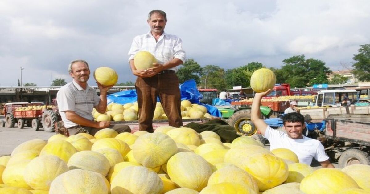 Bafra Ovasında Yetiştirilen Kavun Pazara İndi