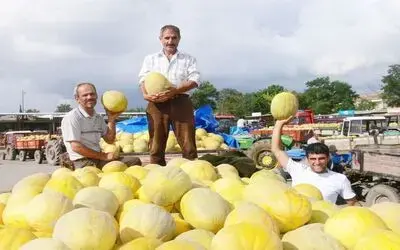 Bafra Ovasında Yetiştirilen Kavun Pazara İndi