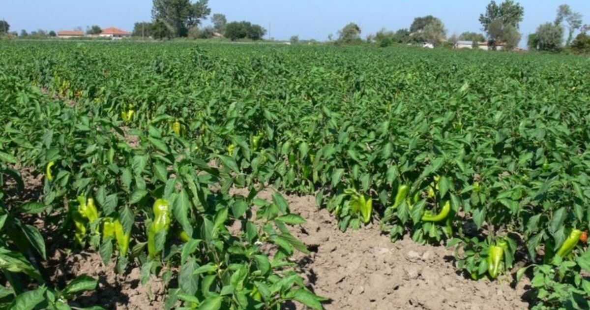 Küresel Isınmadan Etkilenmeyen Çapi Biber Bafrayı Sevdi