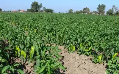 Küresel Isınmadan Etkilenmeyen Çapi Biber Bafrayı Sevdi