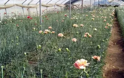 Samsun'da Sera Çiçekçiliği Gelişiyor Sera Çiçekçiliğinin Gelişimi İçin 225 Bin Ytl Destek Sağlanırken, Üretim Alanı İse 11 Bin 760 Metrekare Alana Yükseldi