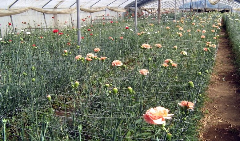 Samsun'da Sera Çiçekçiliği Gelişiyor Sera Çiçekçiliğinin Gelişimi İçin 225 Bin Ytl Destek Sağlanırken, Üretim Alanı İse 11 Bin 760 Metrekare Alana Yükseldi