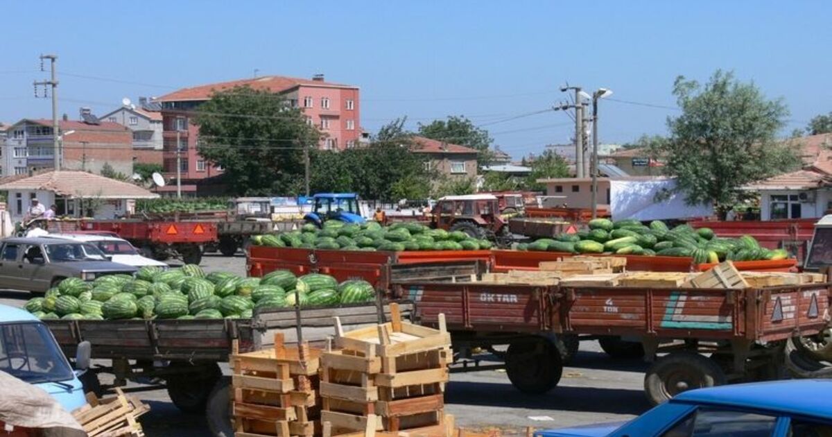 Karpuzda Kota İsteği Karpuz Üreticileri, Bafra Ovasında 18 Bin Dekar Alanda Üretilen Karpuzun Yüzde 50'sinin Tarlada Kaldığını, Bu Nedenle Kota İstediklerini Söyledi