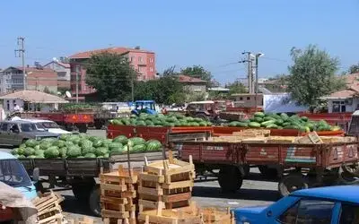 Karpuzda Kota İsteği Karpuz Üreticileri, Bafra Ovasında 18 Bin Dekar Alanda Üretilen Karpuzun Yüzde 50'sinin Tarlada Kaldığını, Bu Nedenle Kota İstediklerini Söyledi