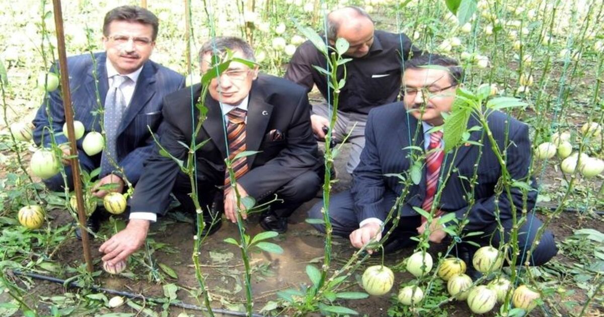 Pepino İçin Tarla Günü Düzenlendi