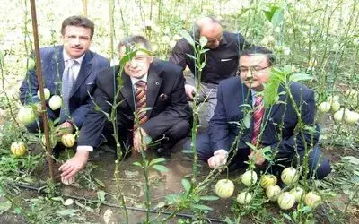 Pepino İçin Tarla Günü Düzenlendi