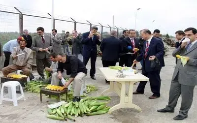 Çetinkaya Beldesinde Mısır Şenliği
