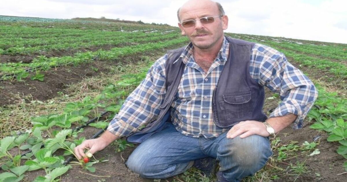 Çilek, Tütüne Alternatif Oluyor Bafra Ovası'nda Tütünden Vazgeçen Üretici Çileğe Yöneldi
