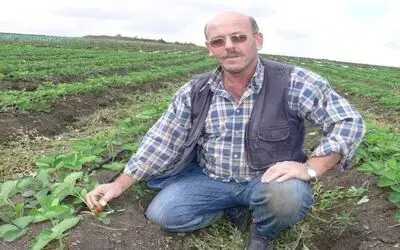 Çilek, Tütüne Alternatif Oluyor Bafra Ovası'nda Tütünden Vazgeçen Üretici Çileğe Yöneldi