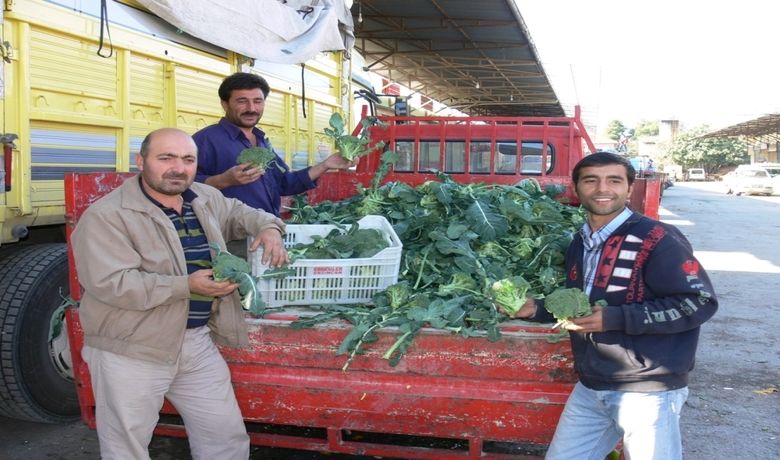 Brokoli Yüz Güldürdü - Samsun'un Bafra Ovası'nda "İyi Tarım Uygulamaları (EUREPGAP) Sertifikalı Kışlık Sebze Yetiştiriciliği Projesi" içerisinde yer alan brokoli üretiminde beklenen başarının sağlandığı bildirildi.