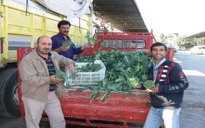 Brokoli Yüz Güldürdü