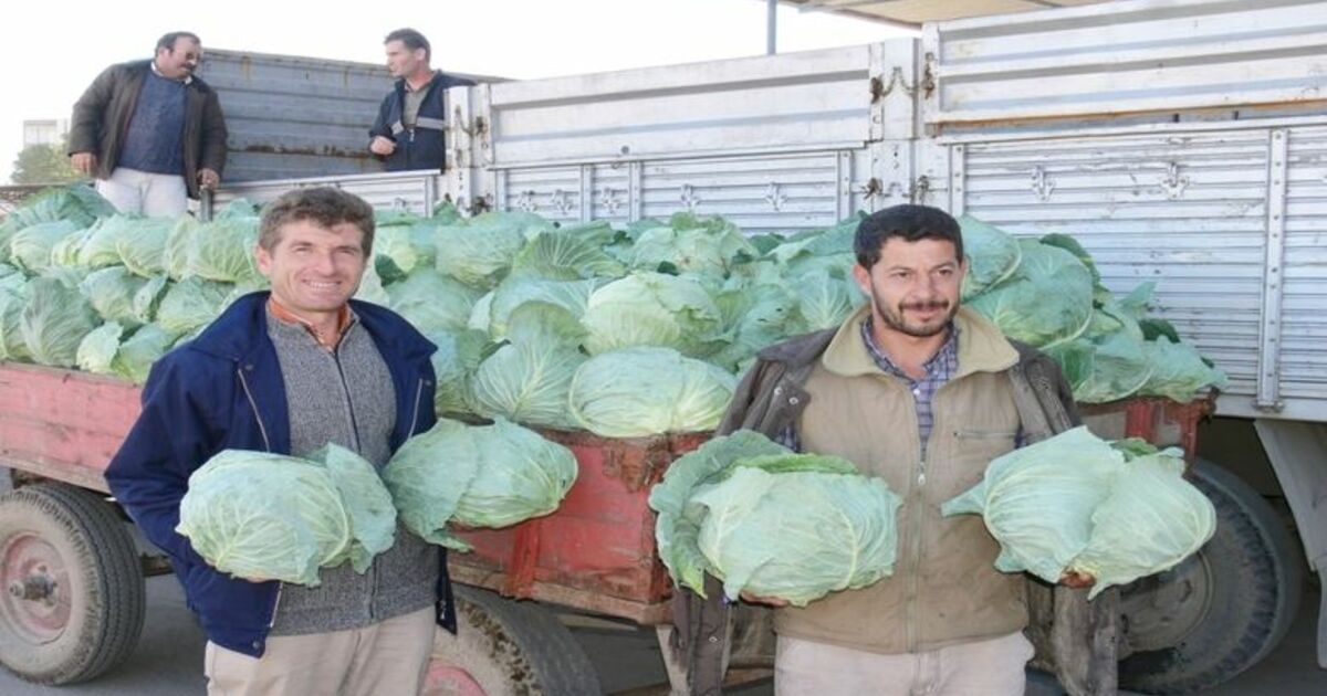 Bafra'da Beyaz Lahana Sezonu Başladı