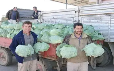 Bafra'da Beyaz Lahana Sezonu Başladı