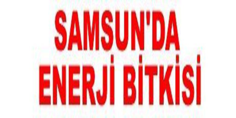 Samsun Enerji Bitkisi Merkezi Olacak - Tarım ve Köyişleri Bakanlığı tarafından Samsun Karadeniz Tarımsal Araştırma Enstitüsü`ne (KTAE), Türkiye`de ilk ve tek olacak `Enerji Bitkileri Araştırma Merkezi` kurulacak.