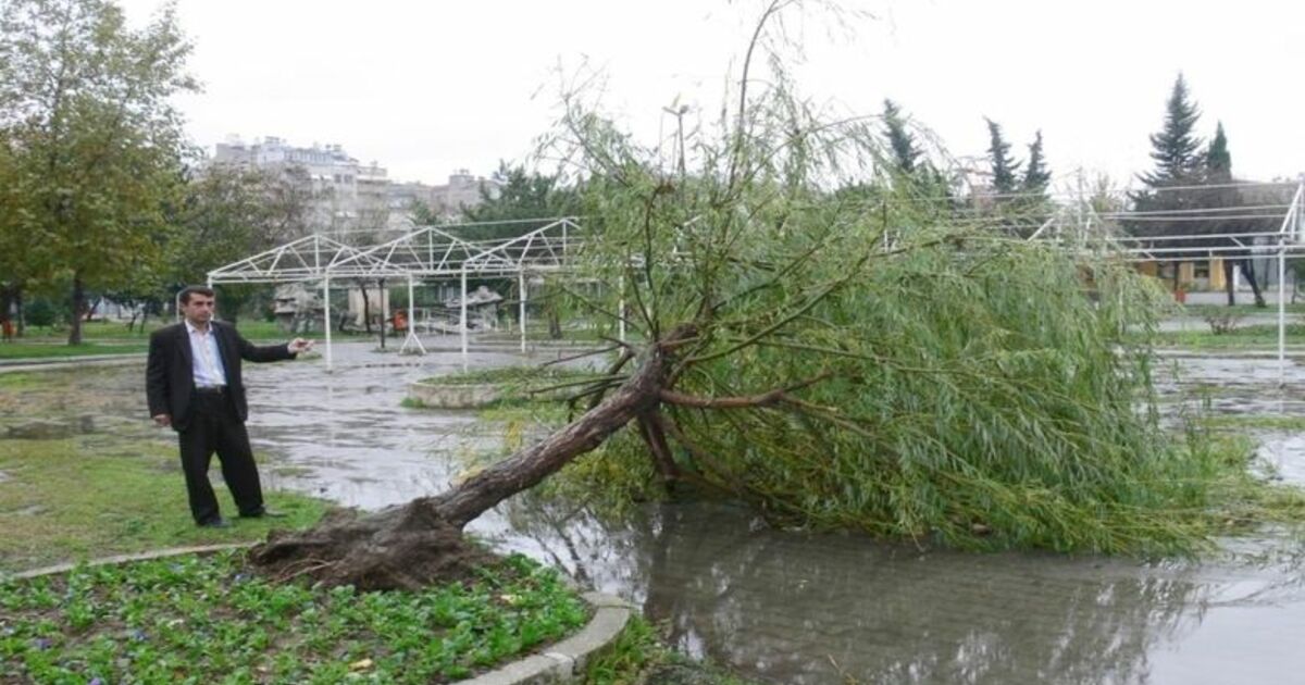 Bafra'da Fırtına Ağaçları Yerinden Söktü