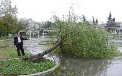 Bafra'da Fırtına Ağaçları Yerinden Söktü