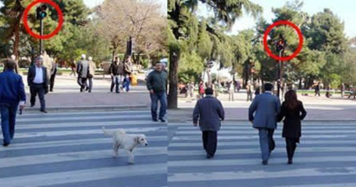 Köpek Yeşil Işıkta İnsanlar Kırmızıda Geçti